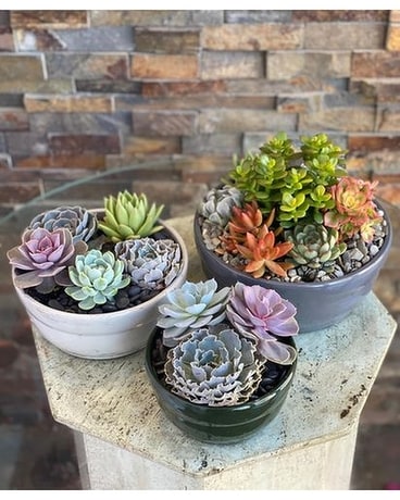 Succulents Flower Arrangement