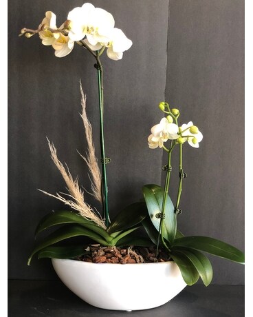 Orch2 Plant