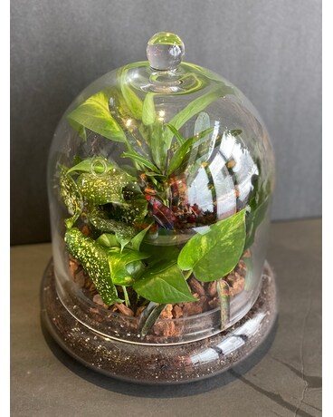 Terrarium plant garden Dish Garden Plant