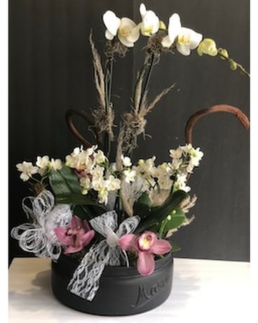 Grande orchids Plant