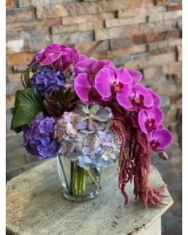 Phalaenopsis Blume Plant