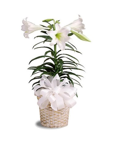 Easter lily Plant