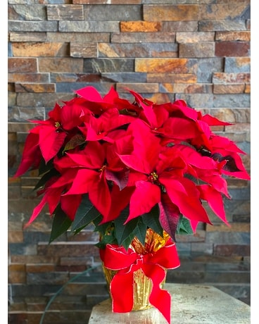 Red poinsettia Plant