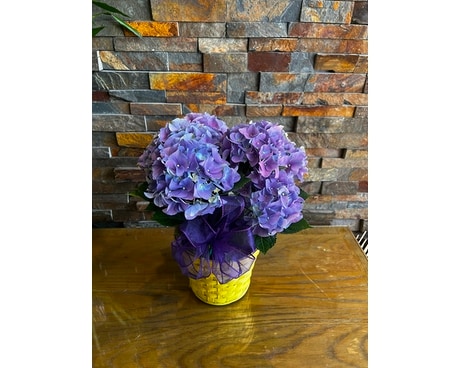 Purple hydrangea Plant