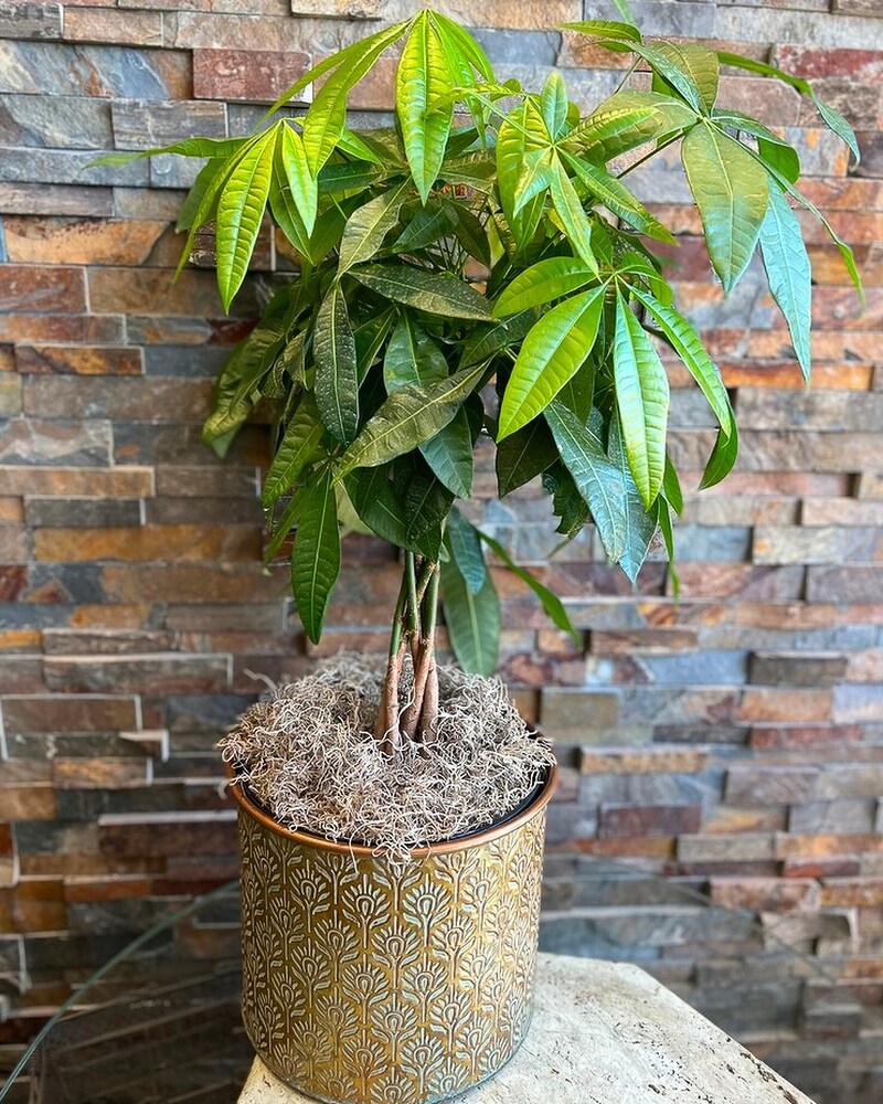 Large Money Tree in Staten Island NY - Eltingville Florist Inc.