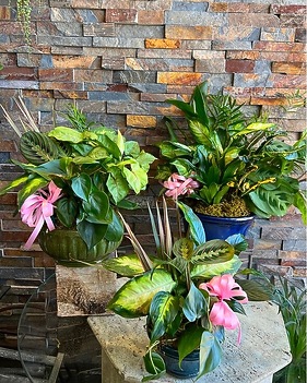 Sympathy Plants Delivery Staten Island NY - Eltingville Florist Inc.
