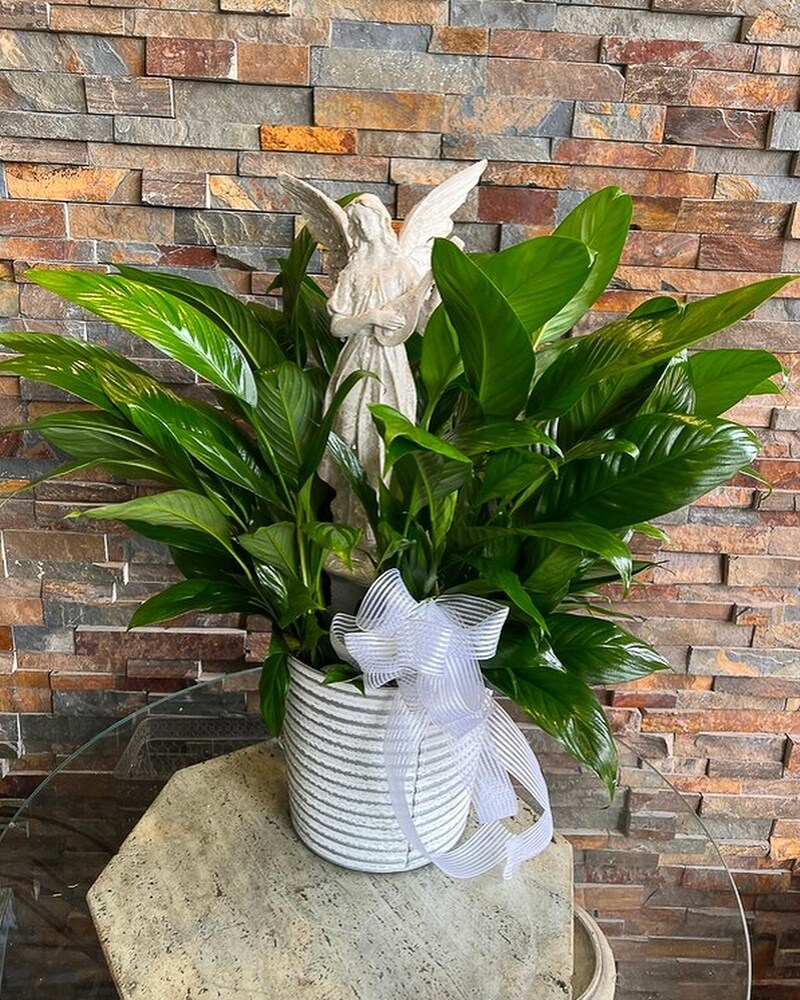 skusku10830669.jpg?1710861390380