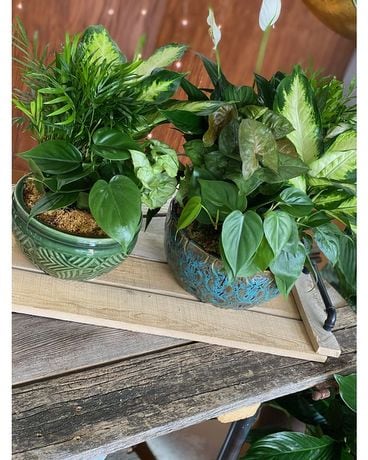 Ceramic Dish Garden Flower Arrangement