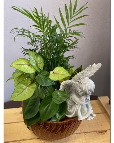 Garden Angels Plant