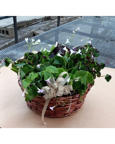 Sheri's Shamrock Dish Garden Plant