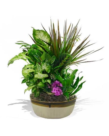 Green Plants & Dish Gardens Delivered in McLean, Bethesda or the DC Metro