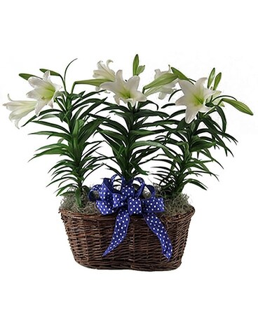 Premium Easter Lily Plants Flower Arrangement
