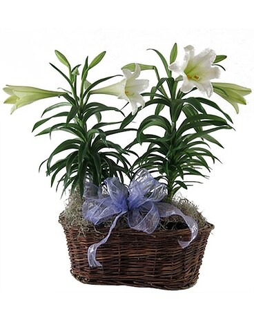 Deluxe Easter Lily Flower Arrangement