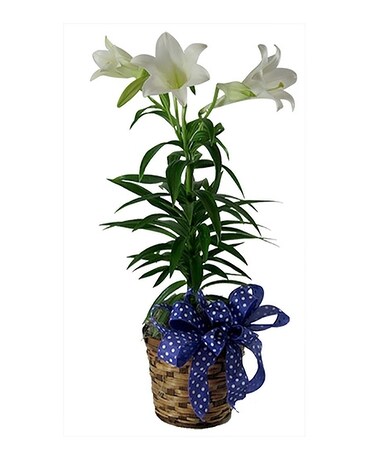 Easter Lily Flower Arrangement