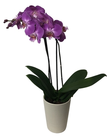 Purple Desk-Size Orchid Flower Arrangement