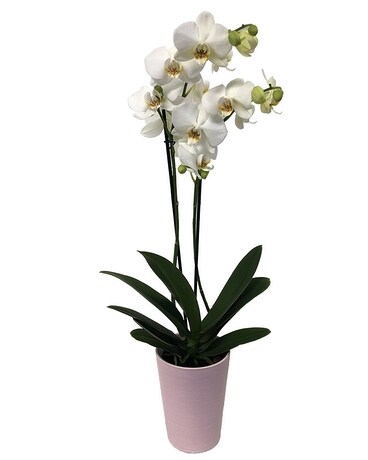 Desk-Size White Orchid Flower Arrangement