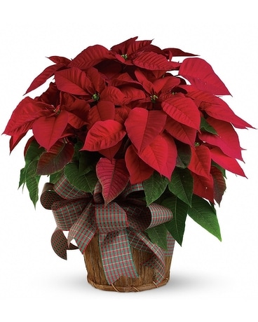 Deluxe Red Poinsettia Flower Arrangement