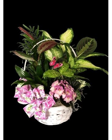 Dish Garden MDAY with Fresh Cuts Dish Garden Plant