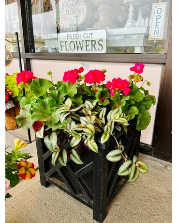 Large Square Planter Plant