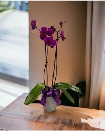 Phalaenopsis Orchid Plant Plant