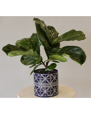 Fiddle Leaf Fig Flower Arrangement