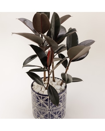 Rubber Plant Flower Arrangement
