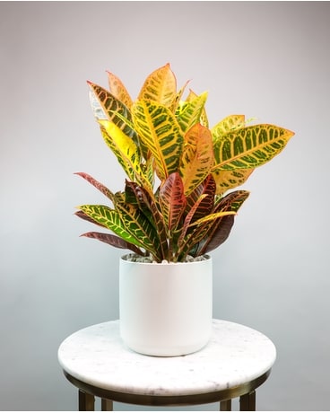 Harvest Gold Plant