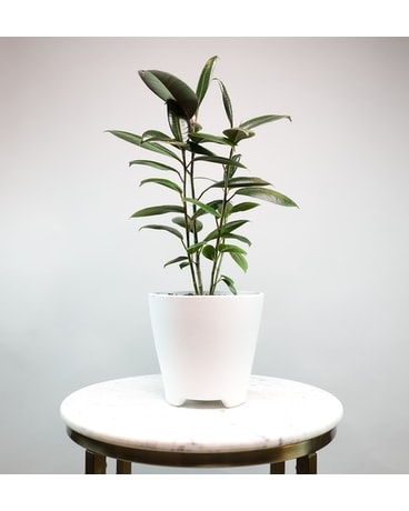 Vincent Van Grow Plant