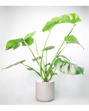 Monstera Plant