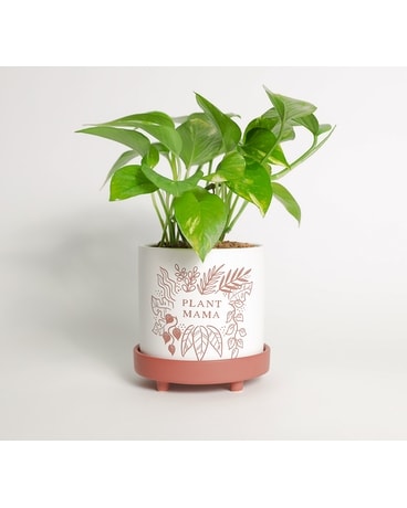 Pothos Mama Plant
