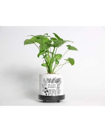 Syngonium Daddy Plant