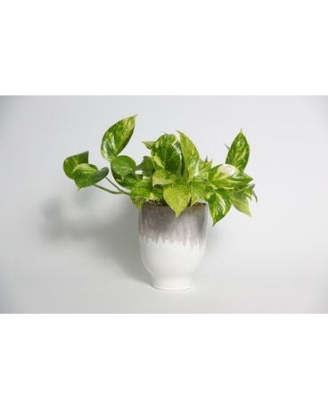 Peaceful Pothos Plant