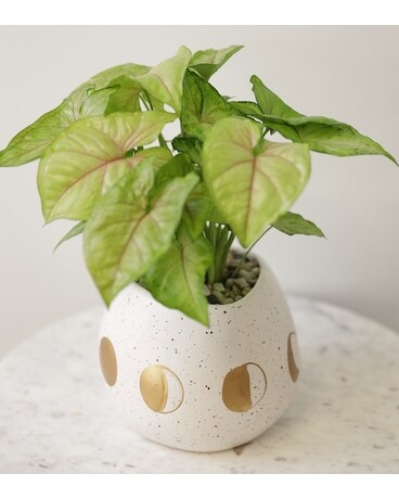 Syngonium Moon Flower Arrangement