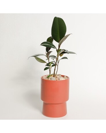 Oasis Plant