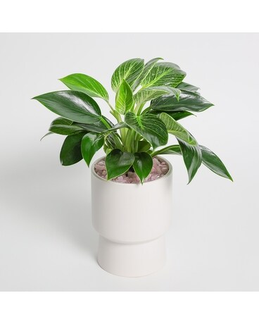 The Birkin Plant