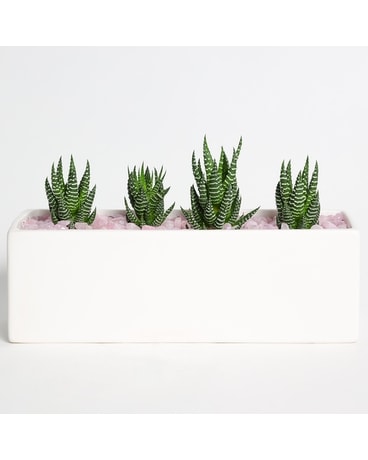 Rose Quartz Garden Plant