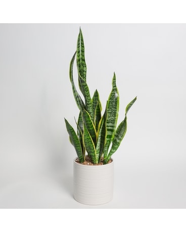 Snake Plant Plant