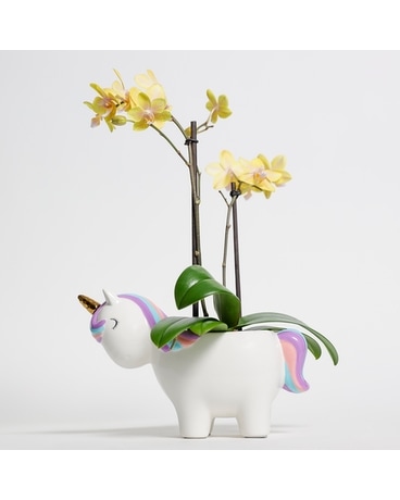 Magical Orchid Plant