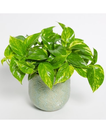 Peaceful Pothos Plant
