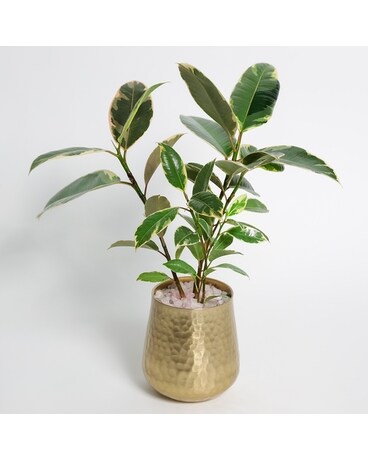 Ficus Elastica Plant