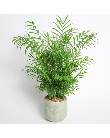 Pet Friendly Palm Flower Arrangement
