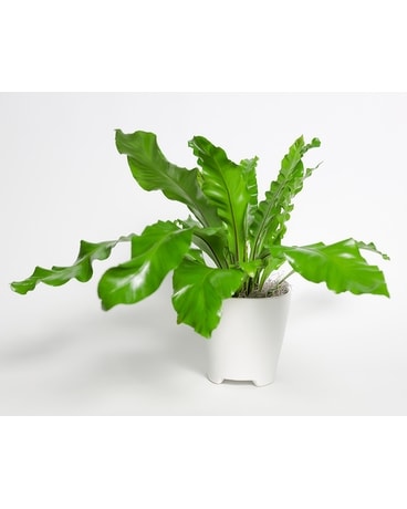 Bird's Nest Fern Flower Arrangement