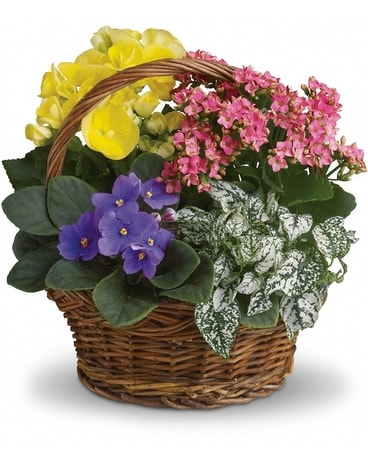 Spring Has Sprung Mixed Basket Flower Arrangement