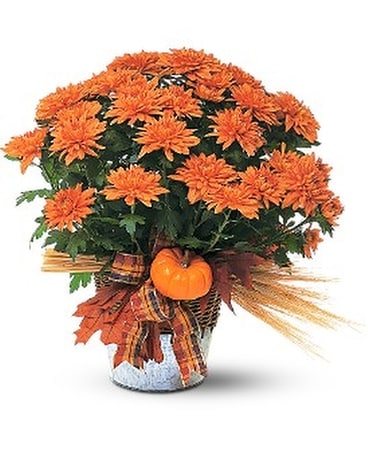 Bronze Cushion Mum Plant Flower Arrangement