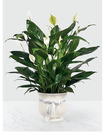 Comfort Planter Flower Arrangement