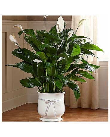 Comfort Planter (Large) Flower Arrangement