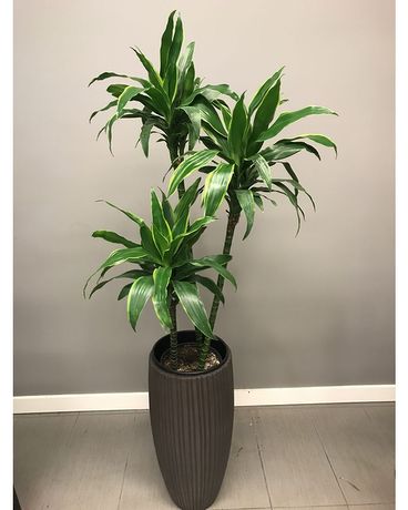 Standard size,  inches height and  inches wide.