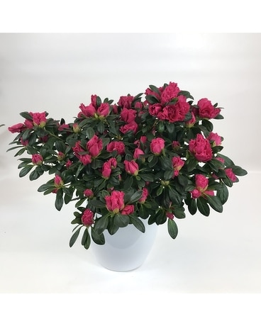 Azalea 2 Flower Arrangement