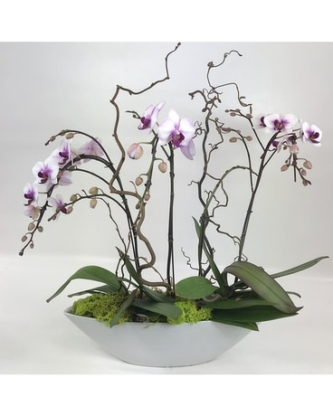 Orchid Plant 14 Flower Arrangement