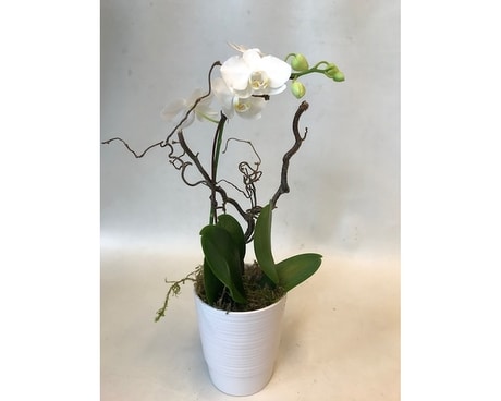 Orchid Plant 15 Flower Arrangement